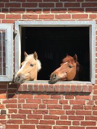 Horses peeking through window