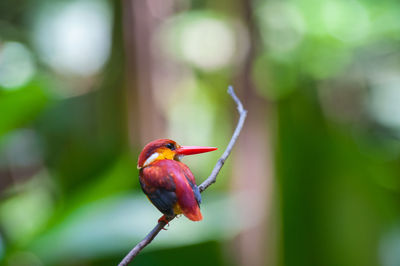 Close-up of bird perching on branch