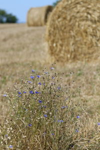 Close-up of flowers growing in field