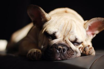 Close-up of french bulldog sleeping on seat