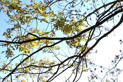 Low angle view of tree against sky