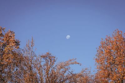 Low angle view of trees against clear blue sky