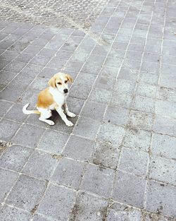 Portrait of dog sitting outdoors