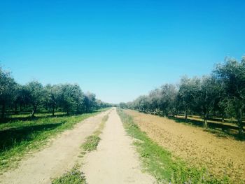 Empty road along plants and trees against clear blue sky