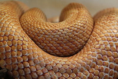 Close-up of snake scale