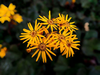 Close-up of yellow flowering plant