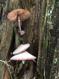 Umbrella on tree trunk