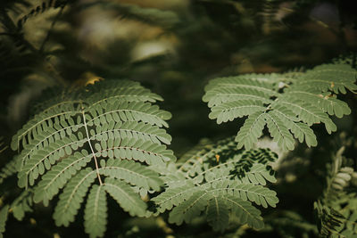 Close-up of green leaves