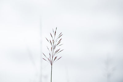 Close-up of plant against sky during winter