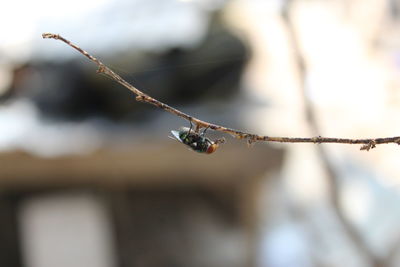 Close-up of insect on wet twig