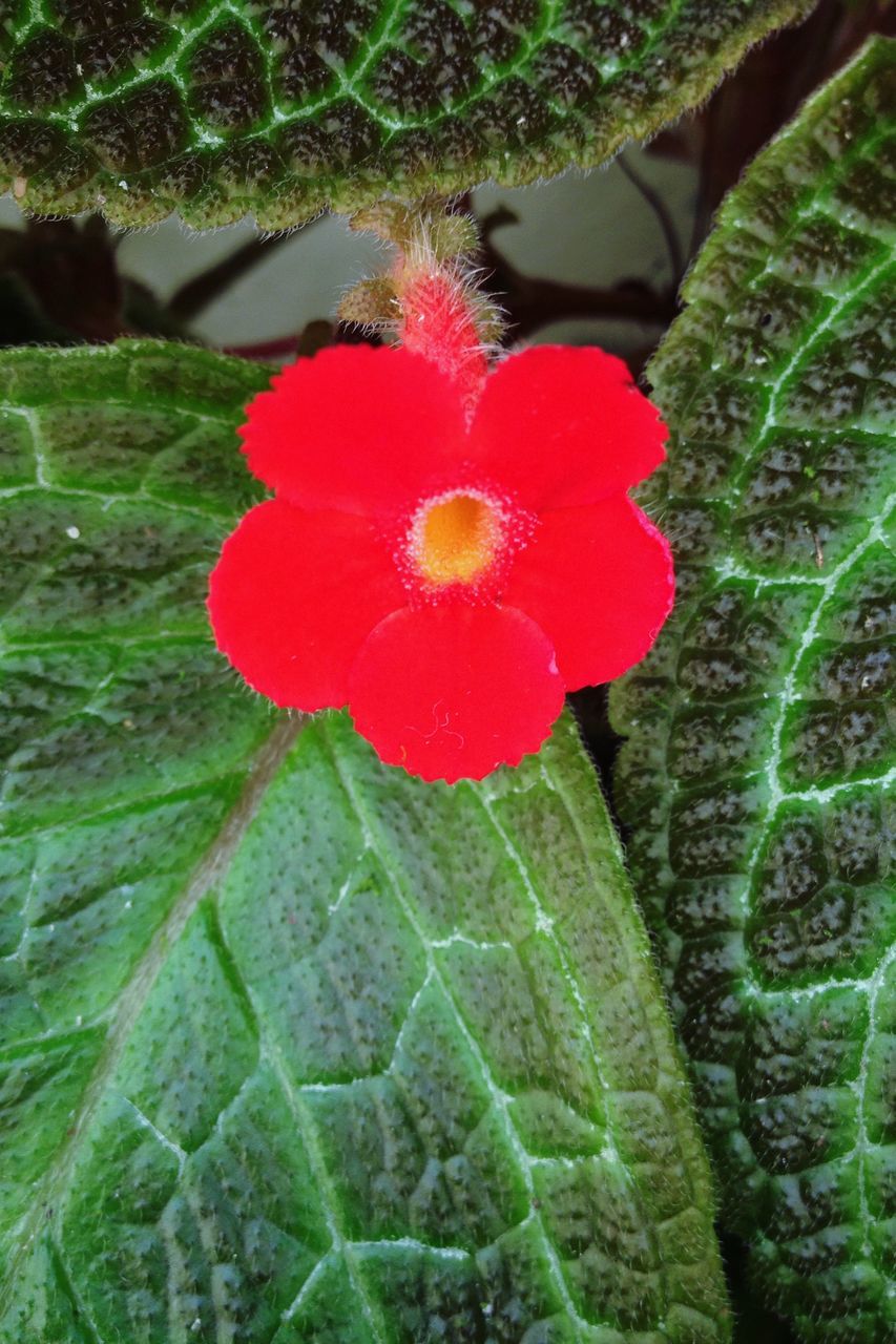 flower, freshness, fragility, flower head, red, petal, single flower, high angle view, vibrant color, stamen, growth, close-up, springtime, selective focus, beauty in nature, nature, green color, plant, blossom, in bloom, field, soft focus, botany, blooming, bloom, tranquility, focus on foreground, softness