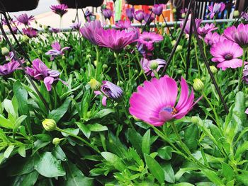 Close-up of pink flowering plants