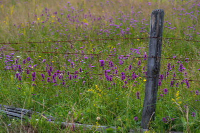 Purple flowers on wooden fence on field