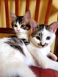 Portrait of cats relaxing at home