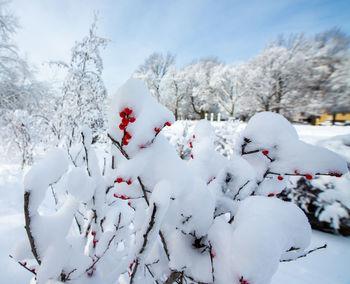 Snow covered plants against sky