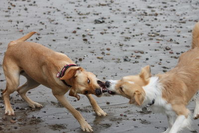 Two dogs running on beach