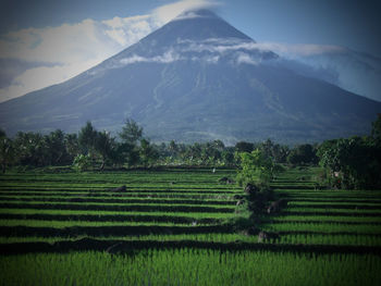 Scenic view of agricultural field against sky