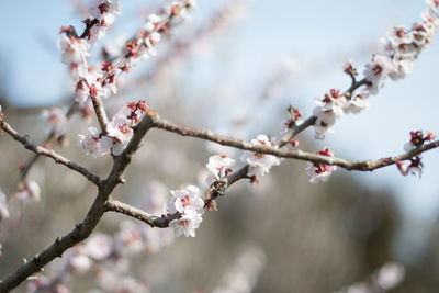 Close-up of apple blossoms blooming in spring