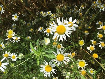 Daisies blooming outdoors