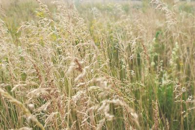 Close-up of stalks in field