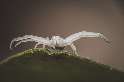 Close-up of insect over black background