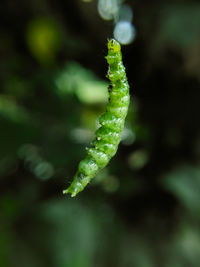 Close-up of fern leaf