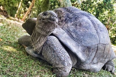 Close-up of tortoise