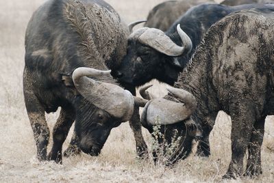 Buffaloes standing on land