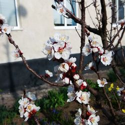 Cherry blossoms in spring