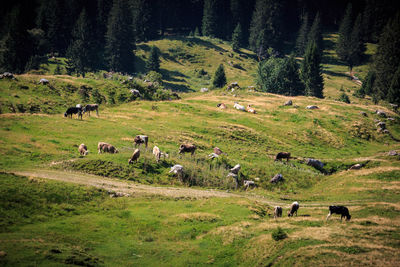 Horses grazing in a field