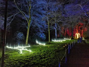 Illuminated trees in park at night