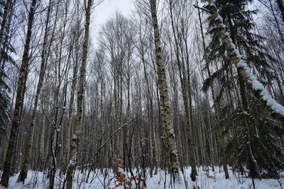 Bare trees in forest during winter