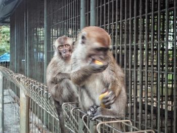 Close-up of monkey in cage