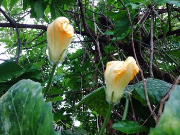 Close-up of yellow rose flower