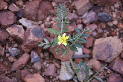 Close-up of flowers