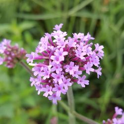 Close-up of pink flowers