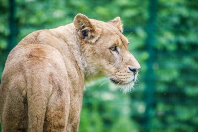 Close-up of a lion looking away