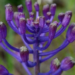 Close-up of purple flowers