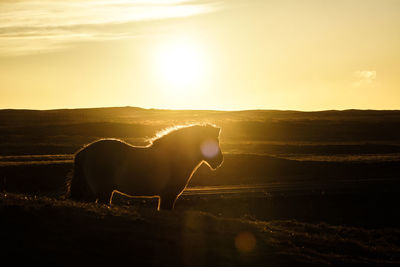 Horse in a field