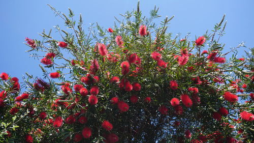 Low angle view of red flowering plants against sky