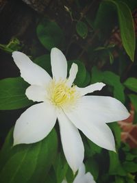 Close-up of white flower