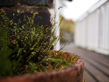 Close-up of plant