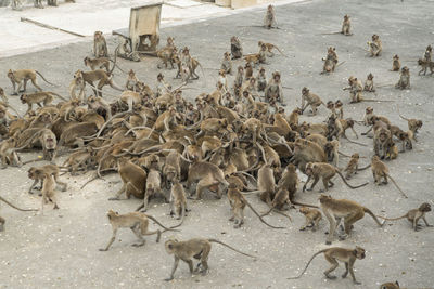 High angle view of deer