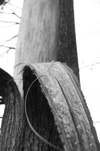Low angle view of tree trunk