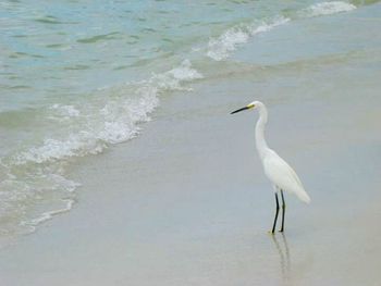 Seagull flying over sea