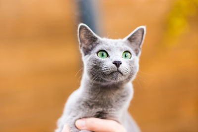 Close-up portrait of cat