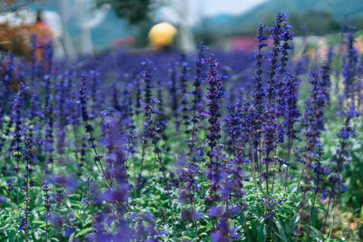 Close-up of purple flowering plants on field