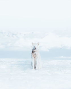 Dog standing in snow