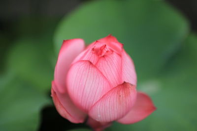 Close-up of pink flower blooming outdoors