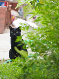 Black cat sitting on a tree